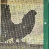 Suárez-Quiñones visita el nuevo Centro de Cría del Urogallo de Valsemana (León)