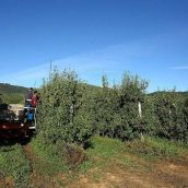 Recogida de la pera en El Bierzo 