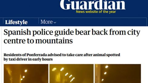 the guardian oso ponferrada