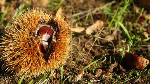 castanas magosto bierzo