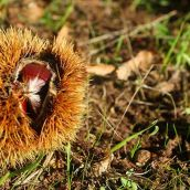 castanas magosto bierzo