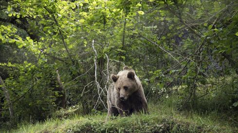 Imagen de archivo de un oso pardo |La Junta adquiere dispositivos de prevención de daños de oso pardo en León y Palencia por valor de más de 100.000 euros