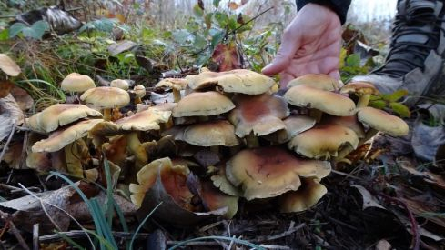 jornadas micologicas bierzo (7)