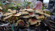 jornadas micologicas bierzo (7)