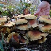 jornadas micologicas bierzo (7)