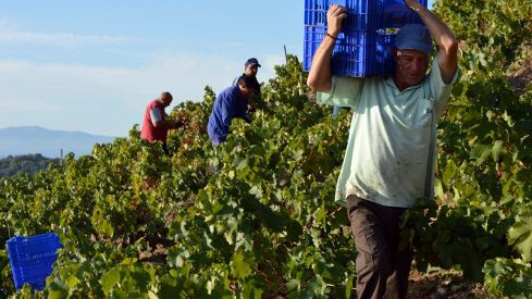 vendimia descendientes j palacios 1