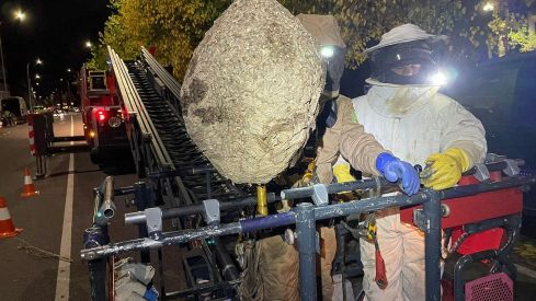 La avispa asiática incide ya en la carga de trabajo de los Bomberos de Ponferrada con 175 intervenciones en 2023