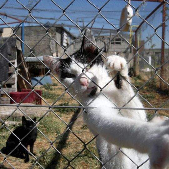 El Ayuntamiento de León aprueba un convenio con el Hospital Veterinario de la ULE para gestionar y controlar las colonias felinas El Ayuntamiento de León aprueba un convenio con el Hospital Veterinario de la ULE para gestionar y controlar las colonias felinas