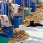 vaca