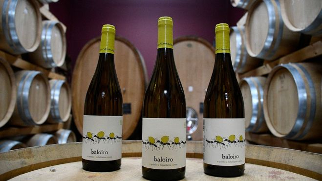 Baloiro "hormigas" 2022 Baloiro "hormigas" 2022