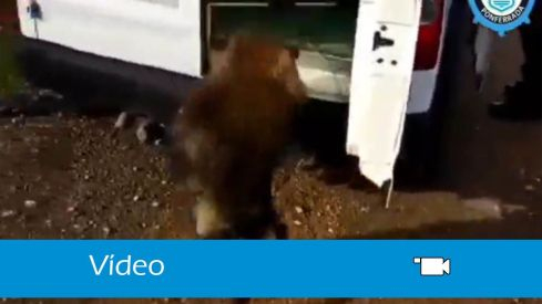 jabali nave ponferrada 1