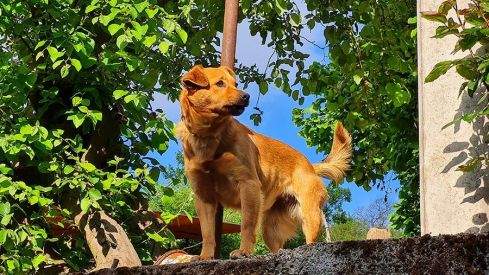 PASEOS DE PRIMAVERA: VALDECANADA 280421