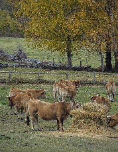 VALLEDEFORNELA VALLEDEFORNELA
