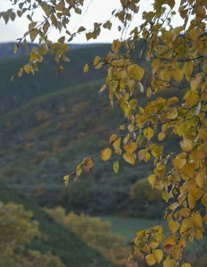 VALLEDEFORNELA VALLEDEFORNELA