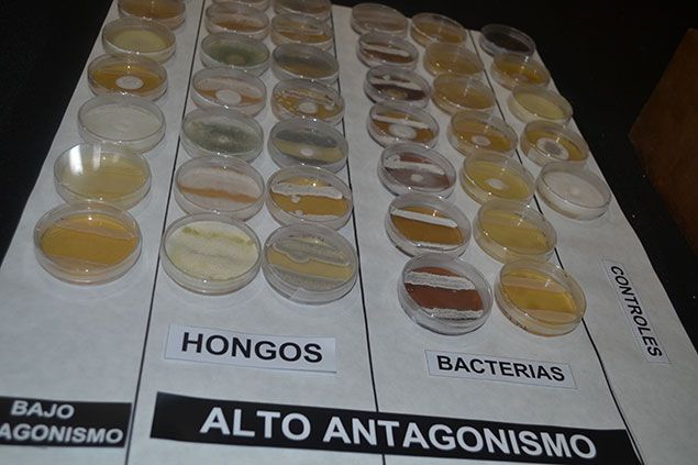 Muestras recogidas en Priaranza