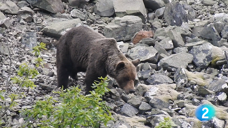 TVE ResBiosf Oso Pardo