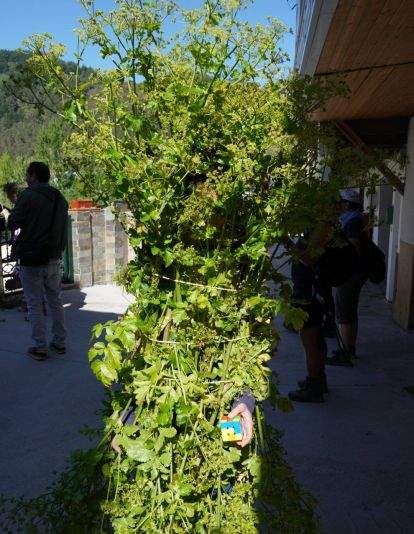 Os Maios de Villafranca Os Maios de Villafranca