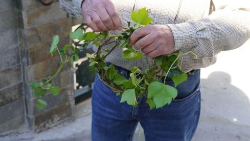 Os Maios de Villafranca Os Maios de Villafranca