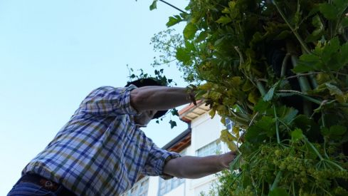 Os Maios de Villafranca Os Maios de Villafranca