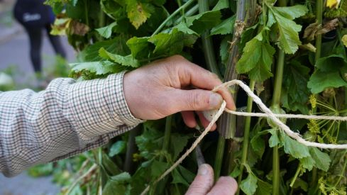 Os Maios de Villafranca Os Maios de Villafranca