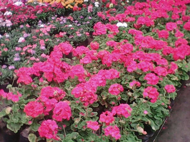 Plantas y Arboles Ayto Ponferrada 2018 635 Plantas y Arboles Ayto Ponferrada 2018 635