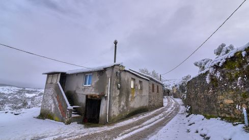 Acebo nieve 2019 Acebo nieve 2019