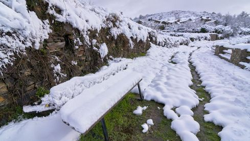 Acebo nieve 2019 Acebo nieve 2019