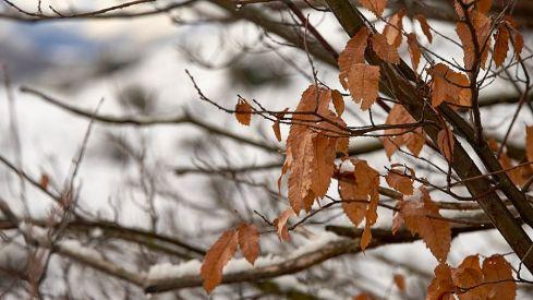 Acebo nieve 2019 Acebo nieve 2019