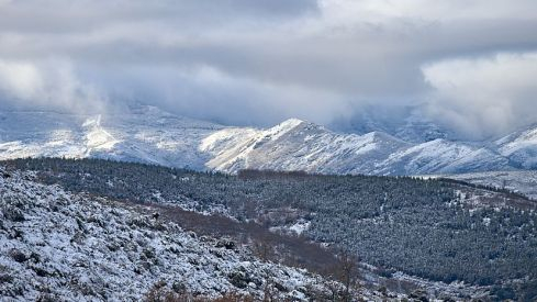 Acebo nieve 2019 Acebo nieve 2019