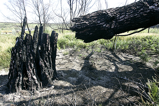 Imagen del 'Pino Gordo', el árbol más emblemático del entorno, calcinado