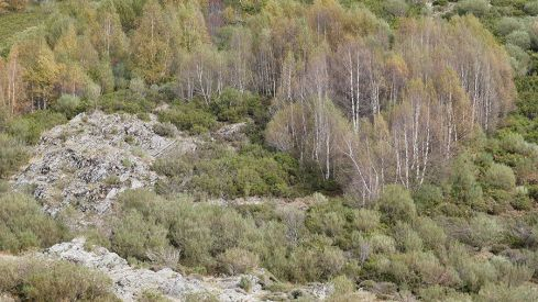 RUTA COLINAS DEL CAMPO - CAMPA DE SANTIAGO