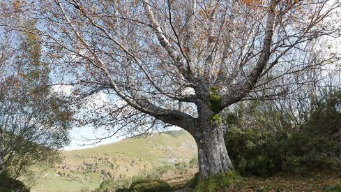 RUTA COLINAS DEL CAMPO - CAMPA DE SANTIAGO