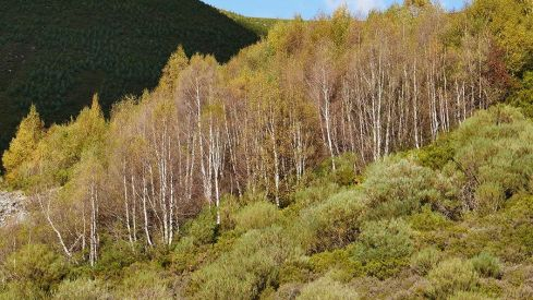 RUTA COLINAS DEL CAMPO - CAMPA DE SANTIAGO