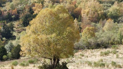 RUTA COLINAS DEL CAMPO - CAMPA DE SANTIAGO