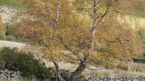 RUTA COLINAS DEL CAMPO - CAMPA DE SANTIAGO