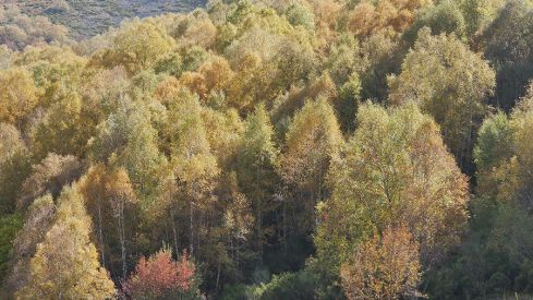 RUTA COLINAS DEL CAMPO - CAMPA DE SANTIAGO
