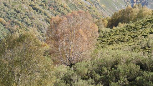 RUTA COLINAS DEL CAMPO - CAMPA DE SANTIAGO