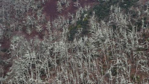 RUTA RUIDEFERROS A FUENTE DE OLIVA (BALBOA) RUTA RUIDEFERROS A FUENTE DE OLIVA (BALBOA)