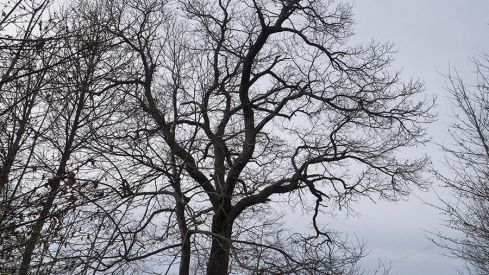 RUTA A PEÑACAIRA Y CORRALES (BARJAS) 070321 RUTA A PEÑACAIRA Y CORRALES (BARJAS) 070321