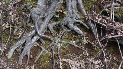 RUTA A PEÑACAIRA Y CORRALES (BARJAS) 070321 RUTA A PEÑACAIRA Y CORRALES (BARJAS) 070321