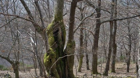 RUTA A PEÑACAIRA Y CORRALES (BARJAS) 070321