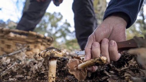 Parque micológico de Salamanca