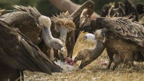 Ataque de buitres a un ternero en Salamanca