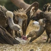 Ataque de buitres a un ternero en Salamanca