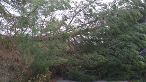 ponferrada bomberos caida arbol compostilla