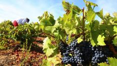 Vendimia, vinos del Bierzo