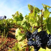 Vendimia, vinos del Bierzo