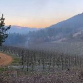 Heladas en El Bierzo 