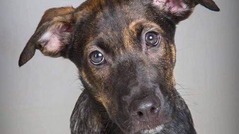 cooper perro valladolid