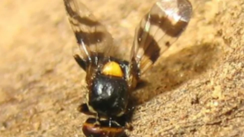 mosca-cerezo-bierzo--980x616